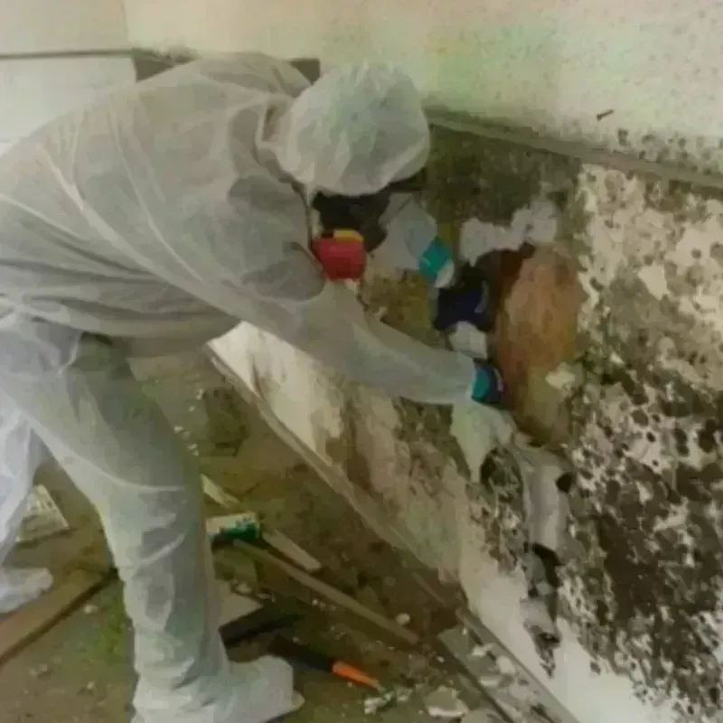 Mold Remediation and Removal in Osage City, KS